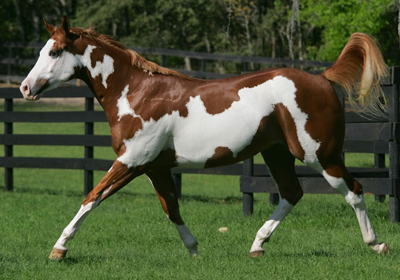 Le paint horse