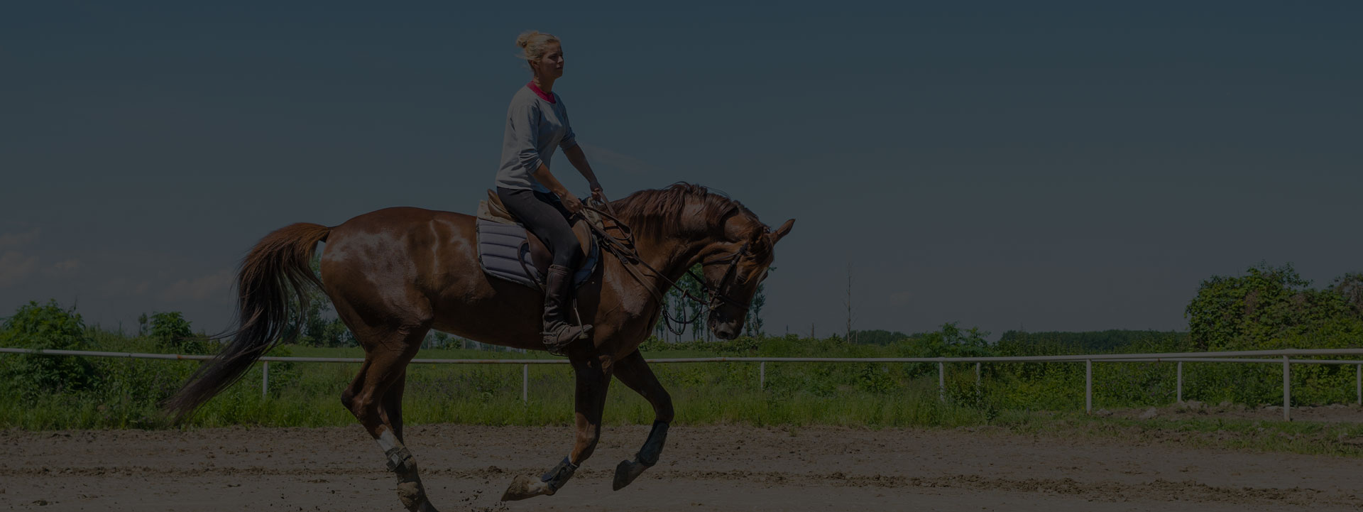 Cheval, l’autre meilleur ami de l’homme