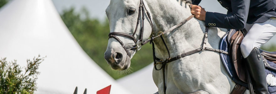 équitation